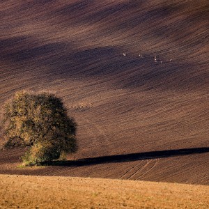 DSC_0970 (1)